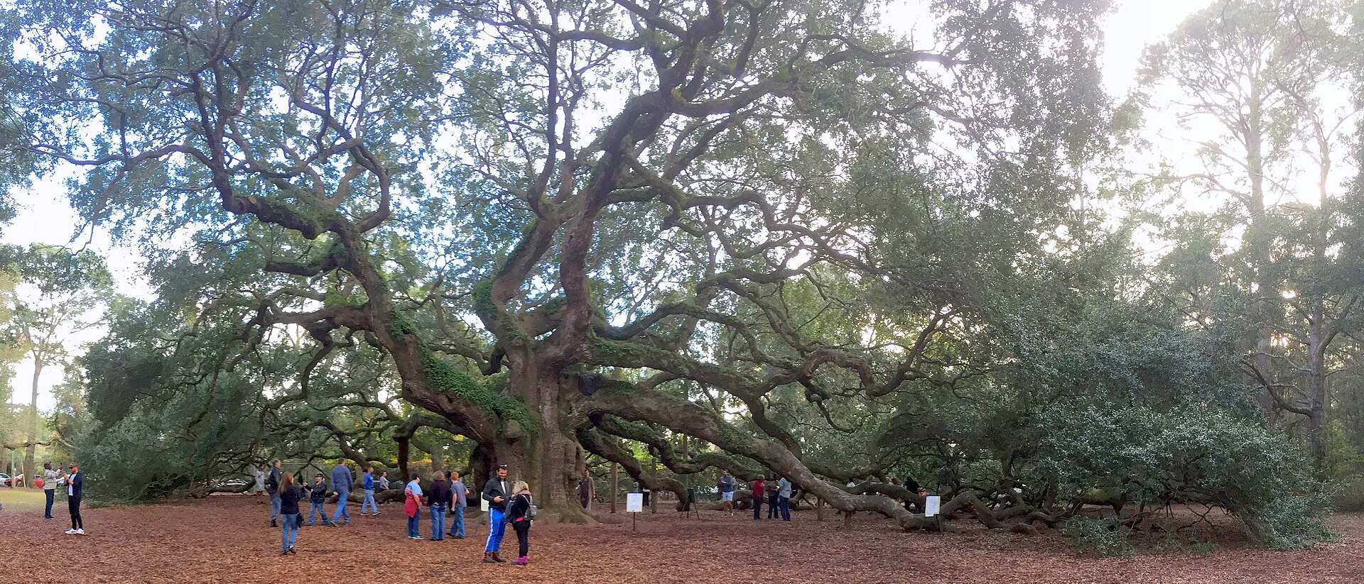 Live oak with Spanish moss, Lowcountry South Carolina
