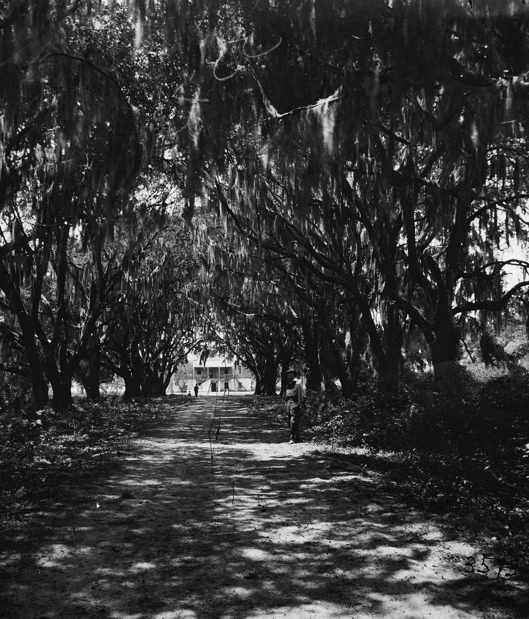 Live oak avenue near Beaufort, South Carolina